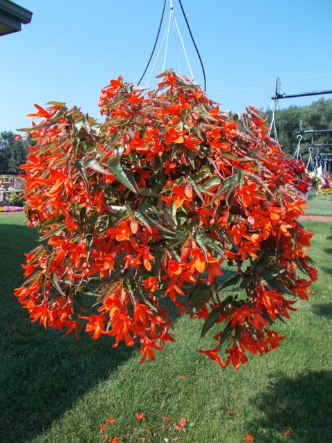 B. ‘Encanto Orange’